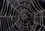 Spider web logo